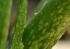 Přírodní úleva pro citlivou pokožku: Léčivé bylinky při nepříjemném svědění pisauikan aloe vera