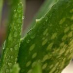 pisauikan aloe vera