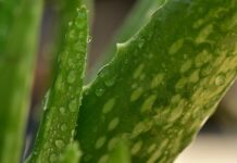 pisauikan aloe vera