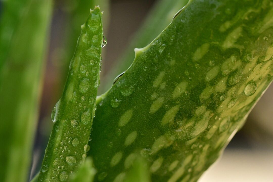 pisauikan aloe vera