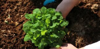 planet fox herbs