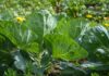 reginal cultivation