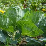 reginal cultivation