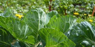 reginal cultivation
