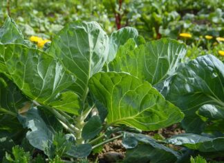reginal cultivation
