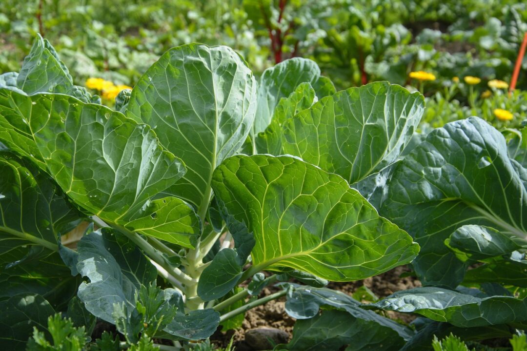 reginal cultivation