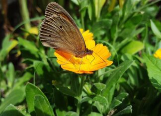 sandustefan marigold