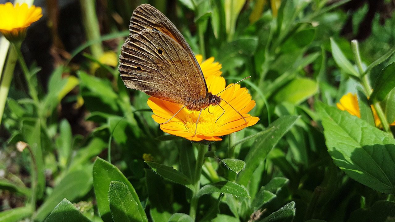 sandustefan marigold