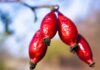sternenvogelreisen rose hip