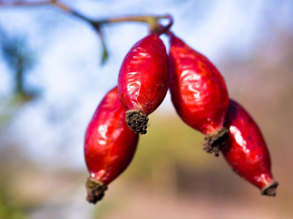 sternenvogelreisen rose hip