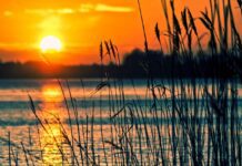 Nezastaví je ani spalující slunce: Bylinky, které prospívají i během tropických veder tommarc lake
