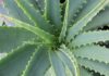 wanderercreative aloe vera