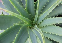 wanderercreative aloe vera