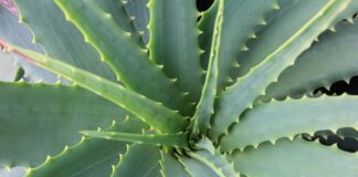 wanderercreative aloe vera