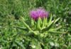 wikimediaimages silybum marianum