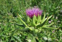 wikimediaimages silybum marianum