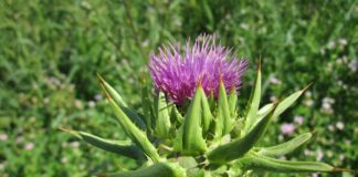 wikimediaimages silybum marianum