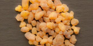 xbqs boswellia sacra
