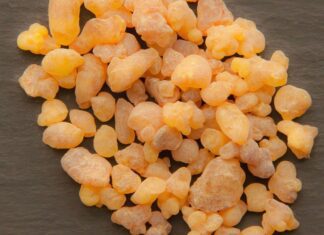 xbqs boswellia sacra