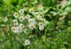 alicja chamomile