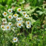 alicja chamomile
