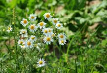 alicja chamomile