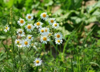 alicja chamomile