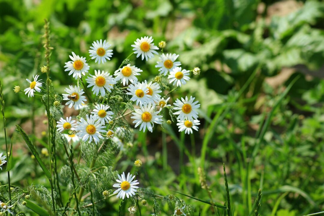 alicja chamomile