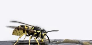 boristrost wasp
