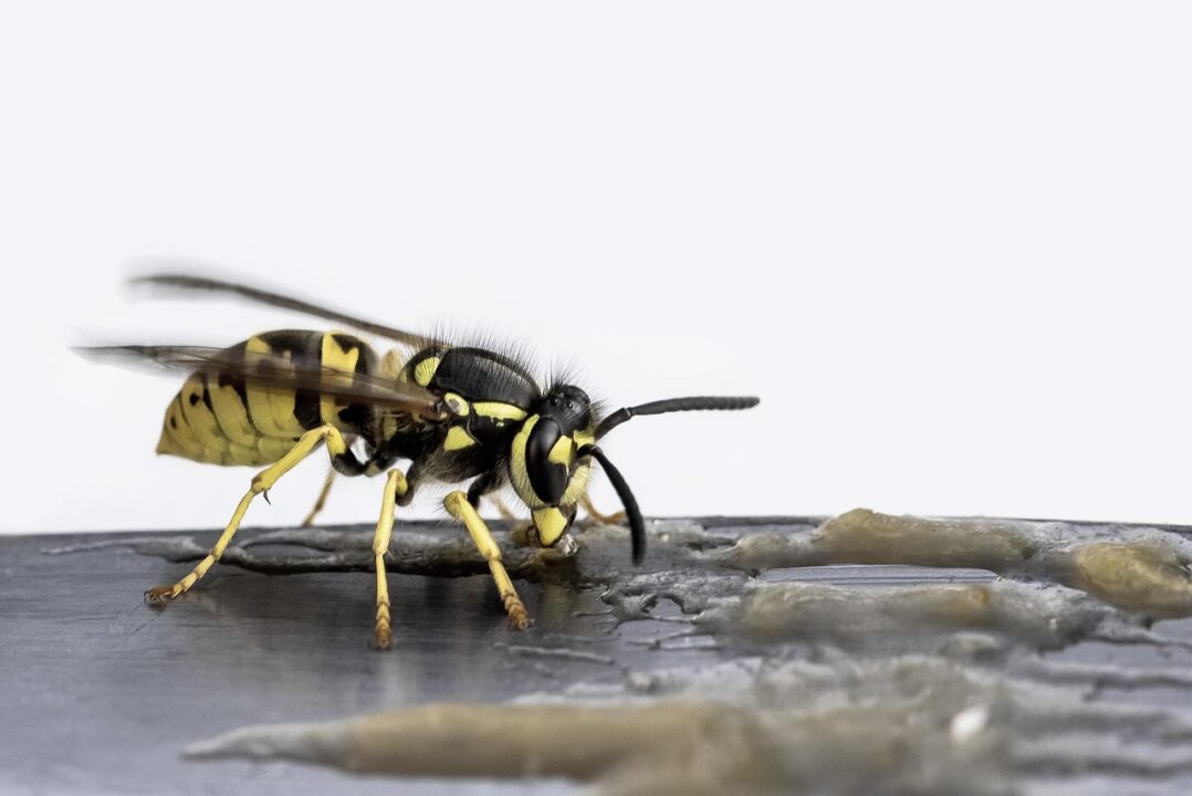 boristrost wasp