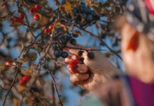 dave lz berries