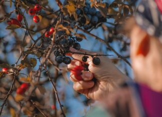 dave lz berries