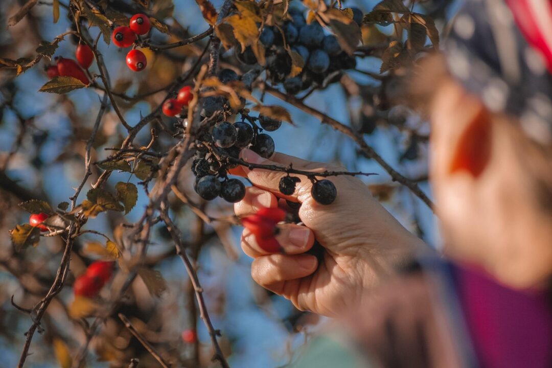 dave lz berries