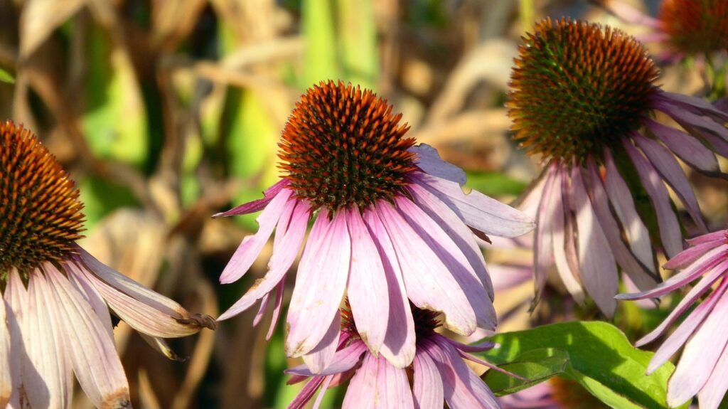 gerdoel echinacea