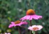 innviertlerin flower