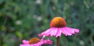 innviertlerin flower