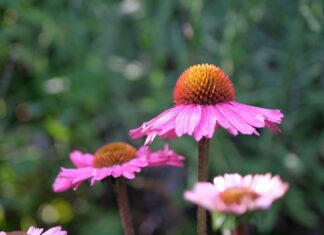 innviertlerin flower