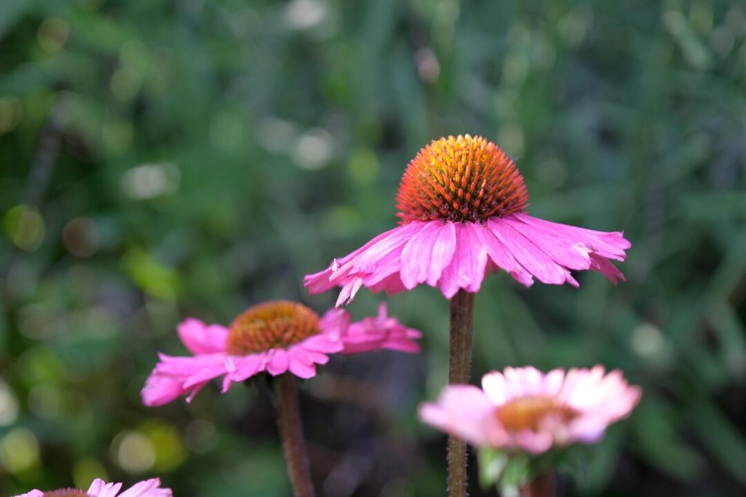 innviertlerin flower
