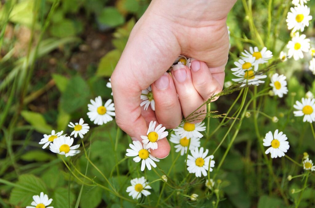 ivabalk chamomile