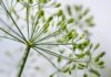 kathas fotos dill