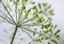 kathas fotos dill