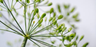 kathas fotos dill