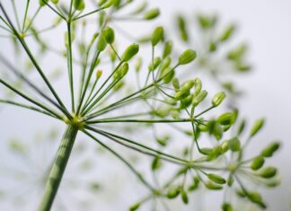 kathas fotos dill