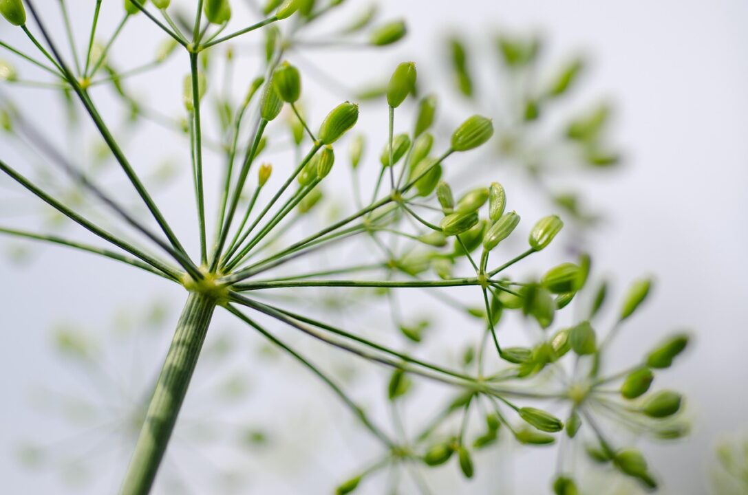 kathas fotos dill