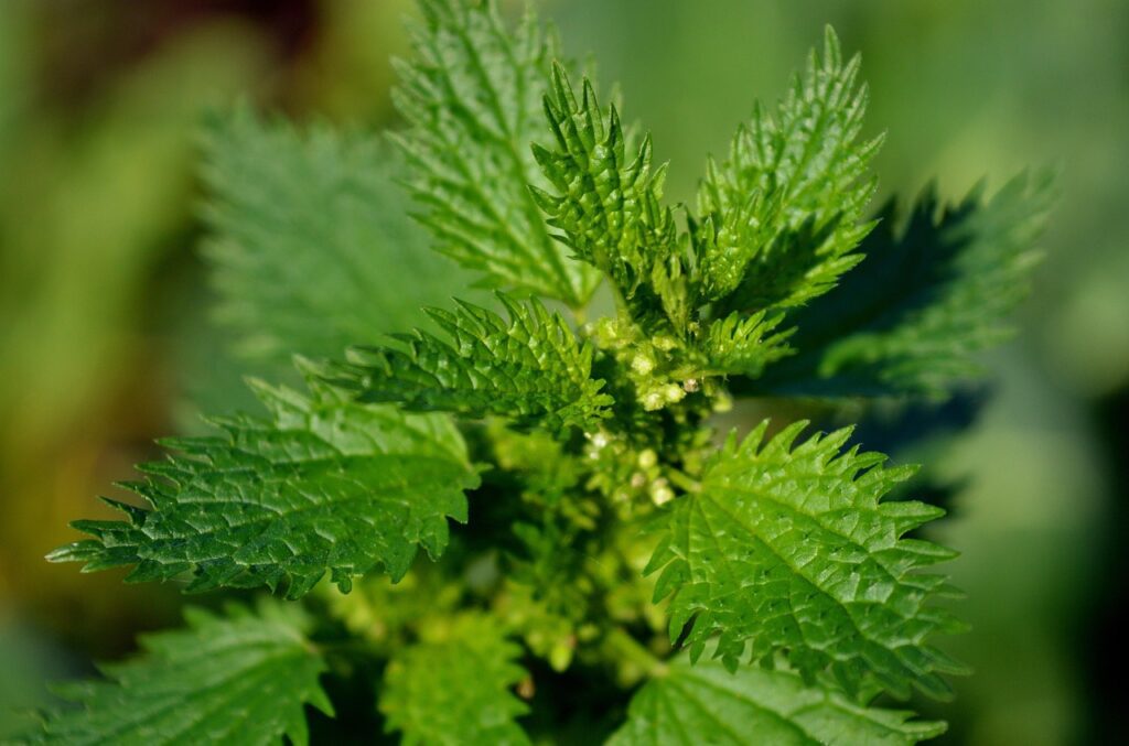 neelam nettle