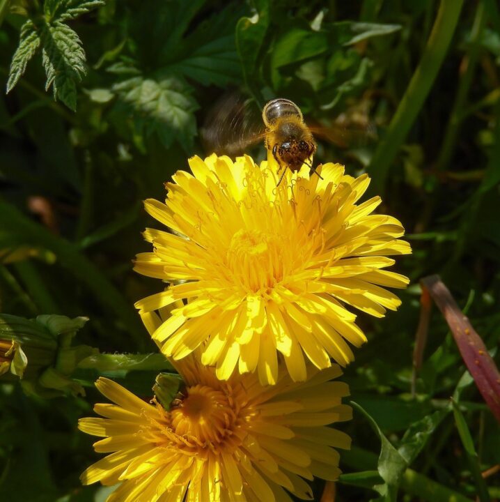 noverodus common dandelion