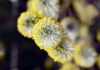 peggychoucair willow catkin