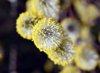 peggychoucair willow catkin