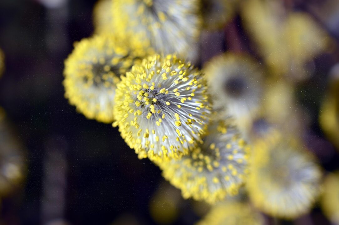 peggychoucair willow catkin