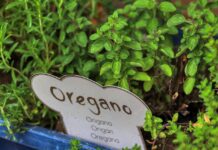 planet fox oregano